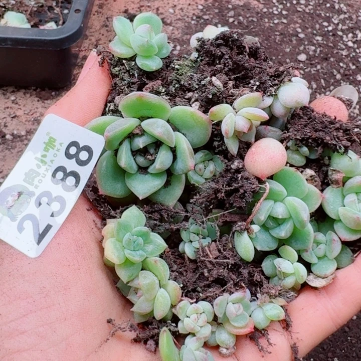 柒***默多肉植物多肉植物