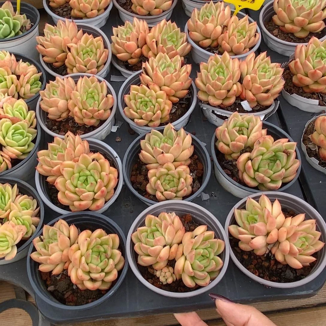 金汇园艺，团星空珍妮双头