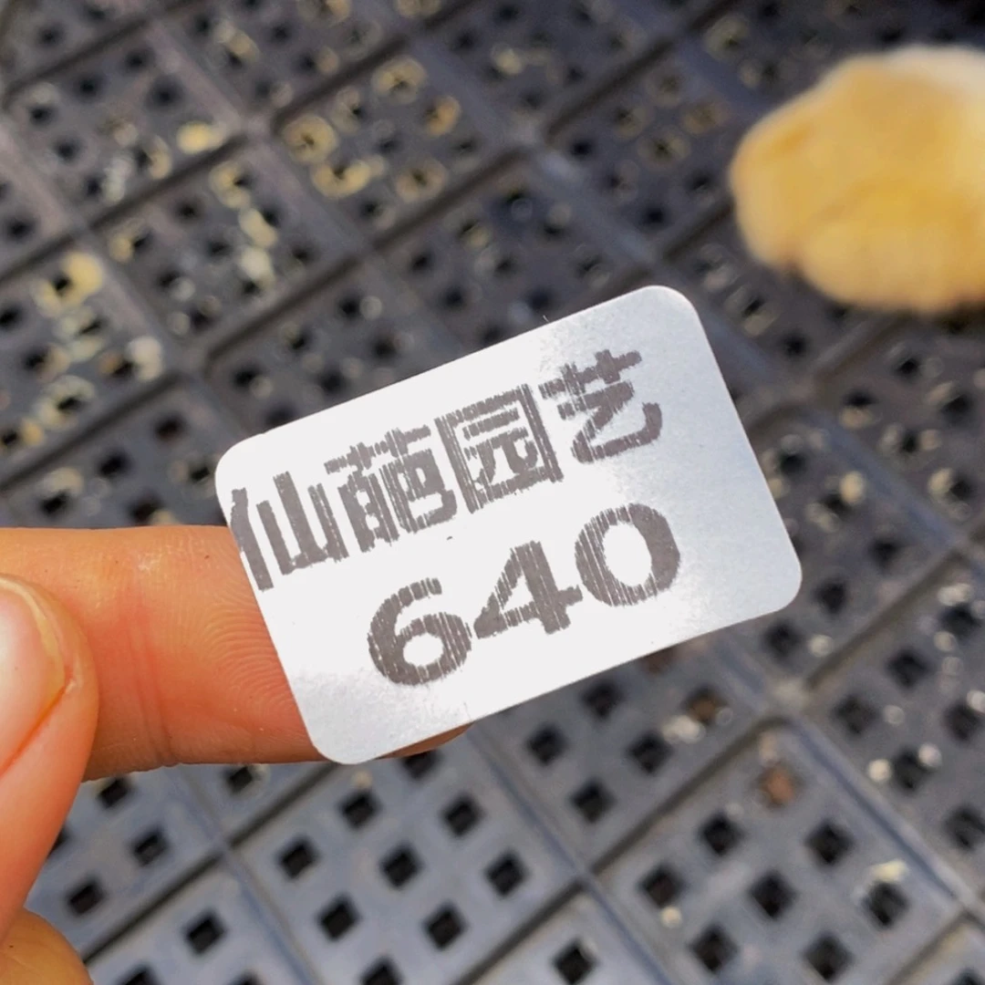 640多肉植物盲盒量拍一份