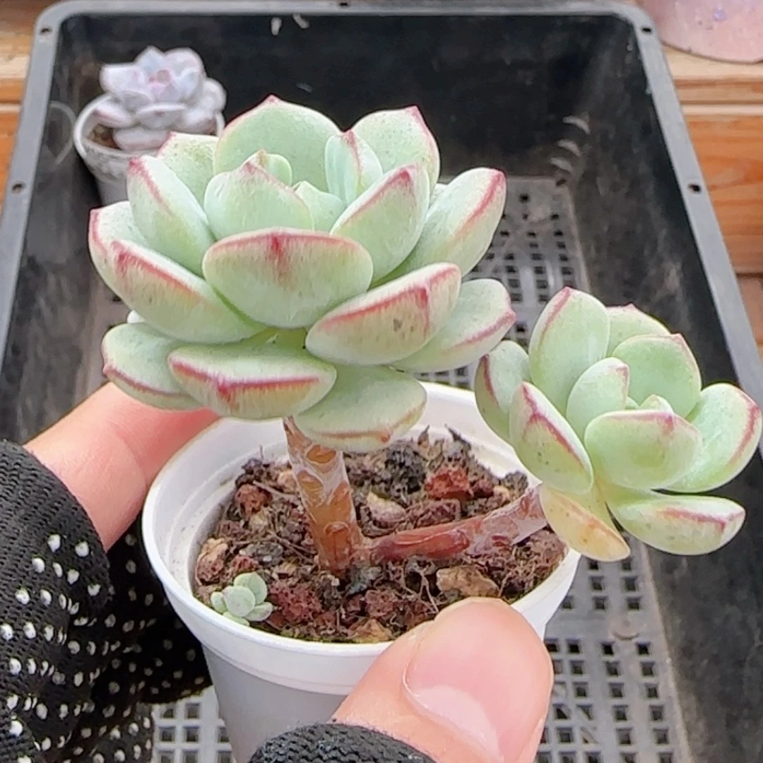 多肉0928--206香草小老桩
