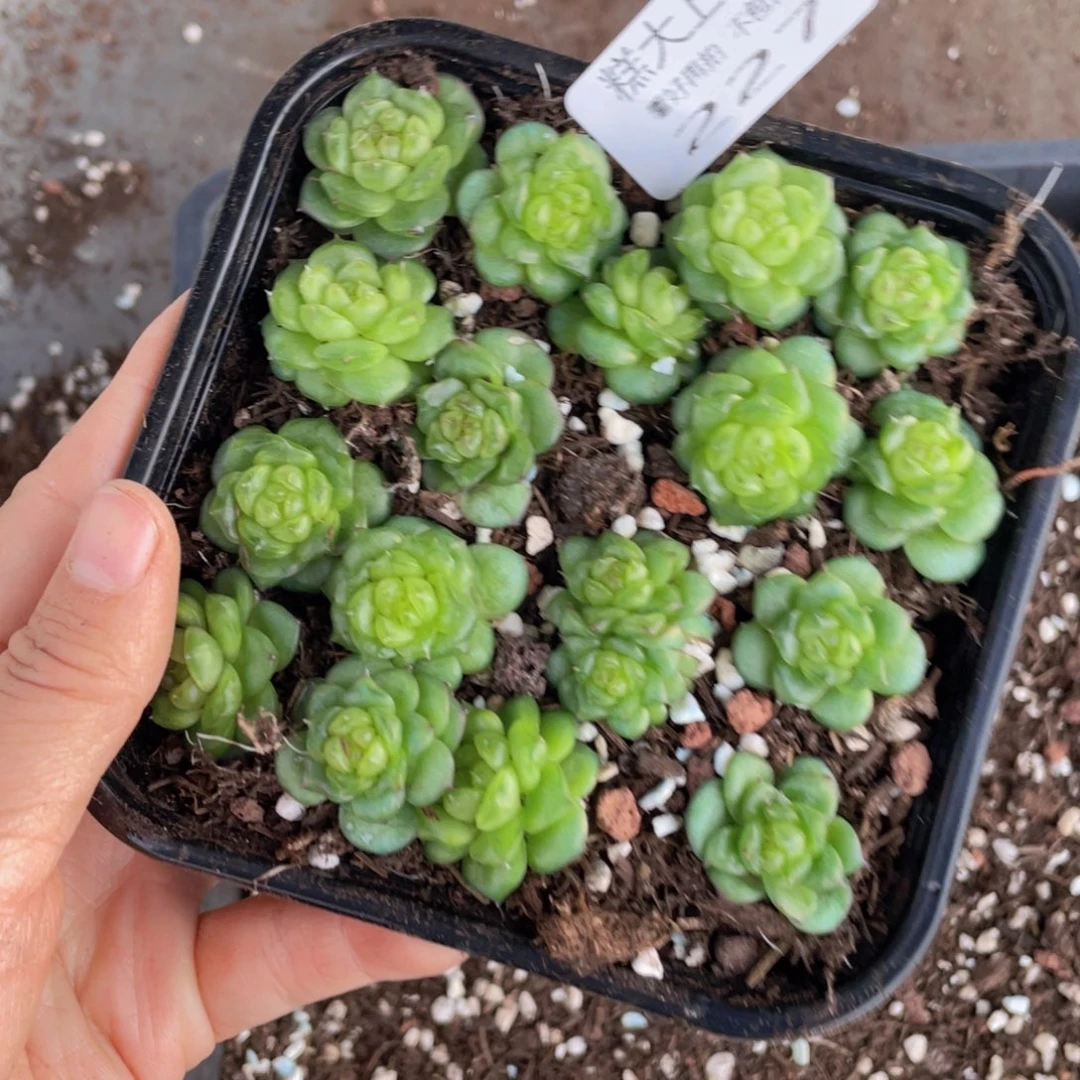 糕大上多肉植物227