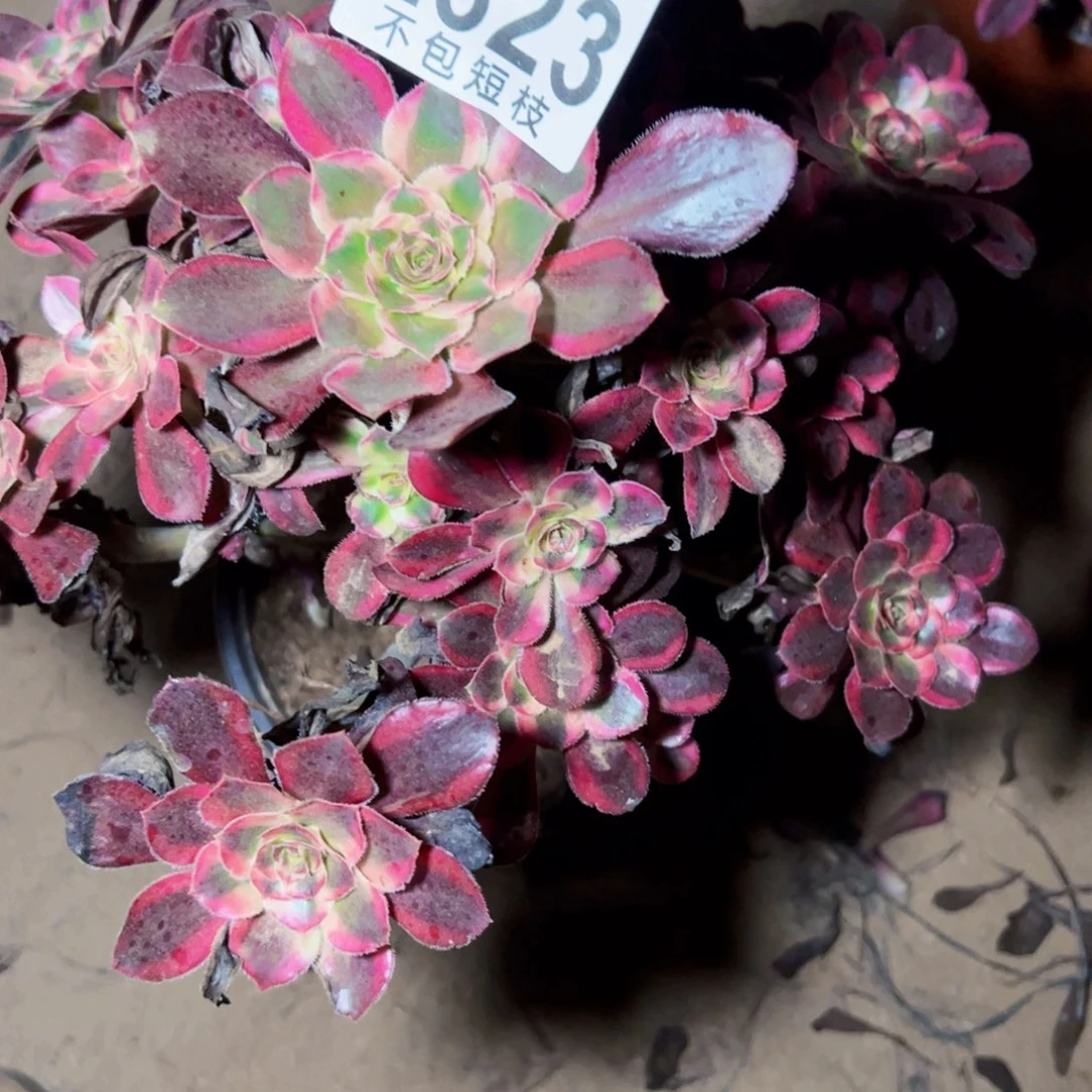 2323多肉植物丽娜多肉植物