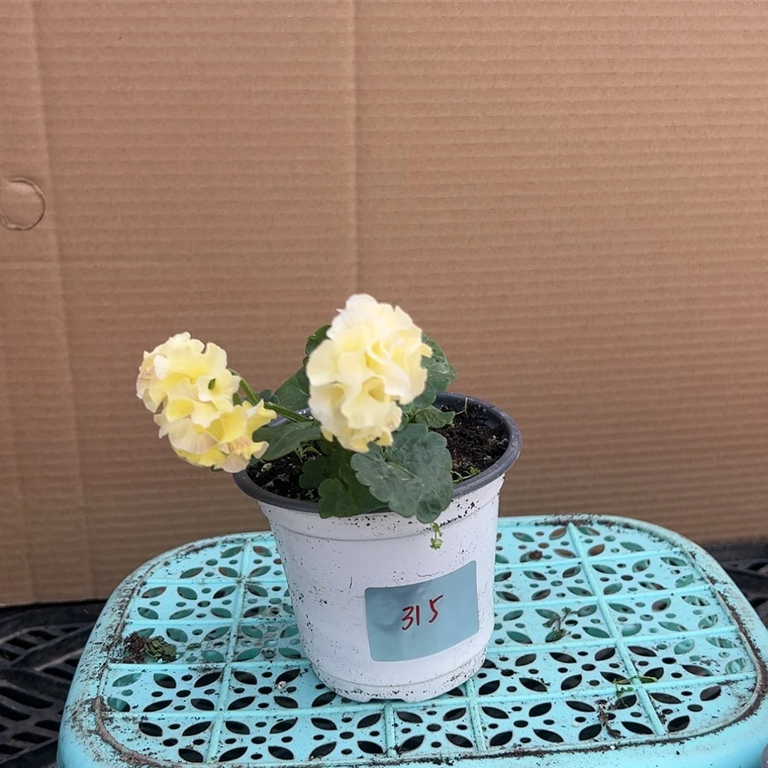 【闪购商品】完全开放315号