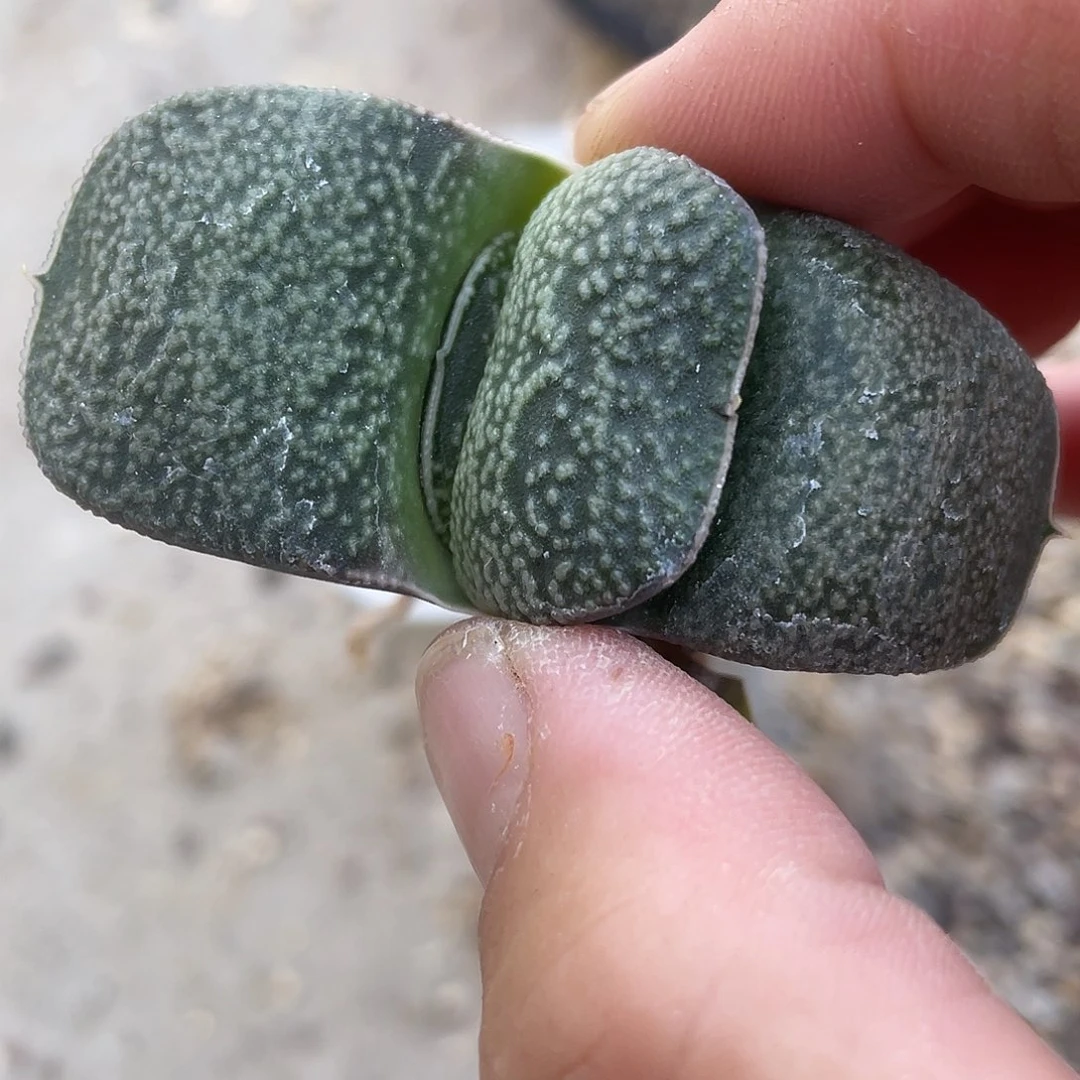 言****1言言拍111111111111