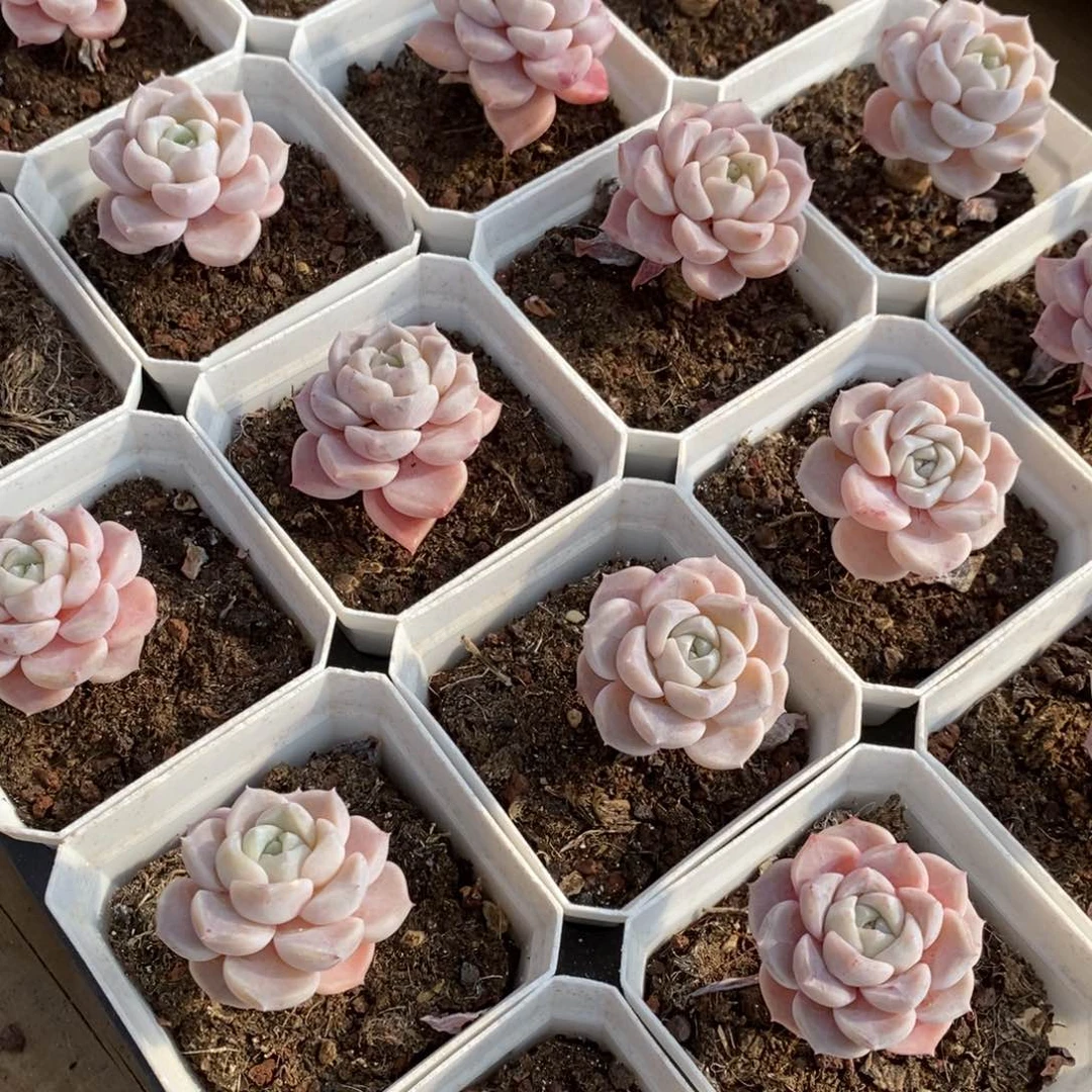 152兔兔糖单头 福利多多