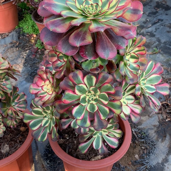 不包损205号冰淇淋老桩