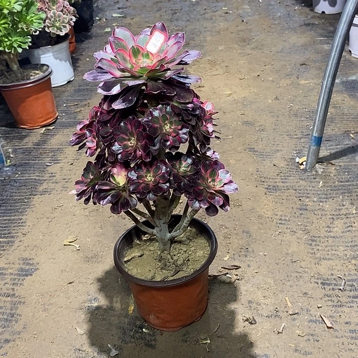 43，丽娜13567899999900