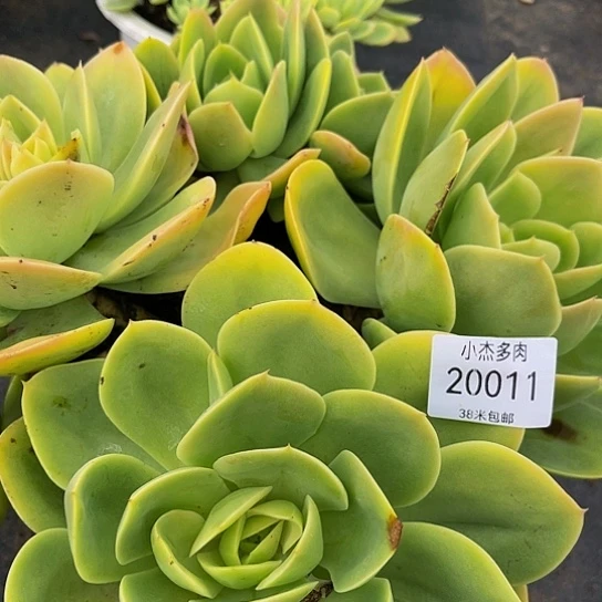 过****版星纳塔群20011