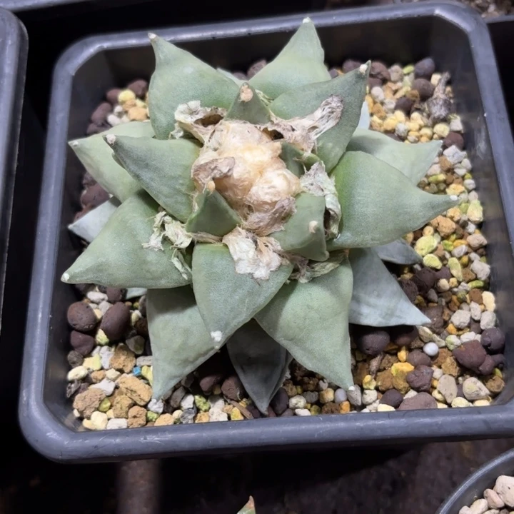 实生大岩牡丹好养