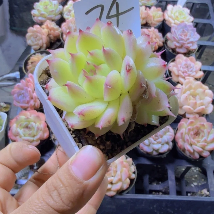74.qqwwwwwwwwwwww