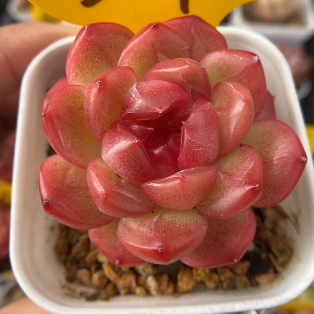 琴心可拍311号。