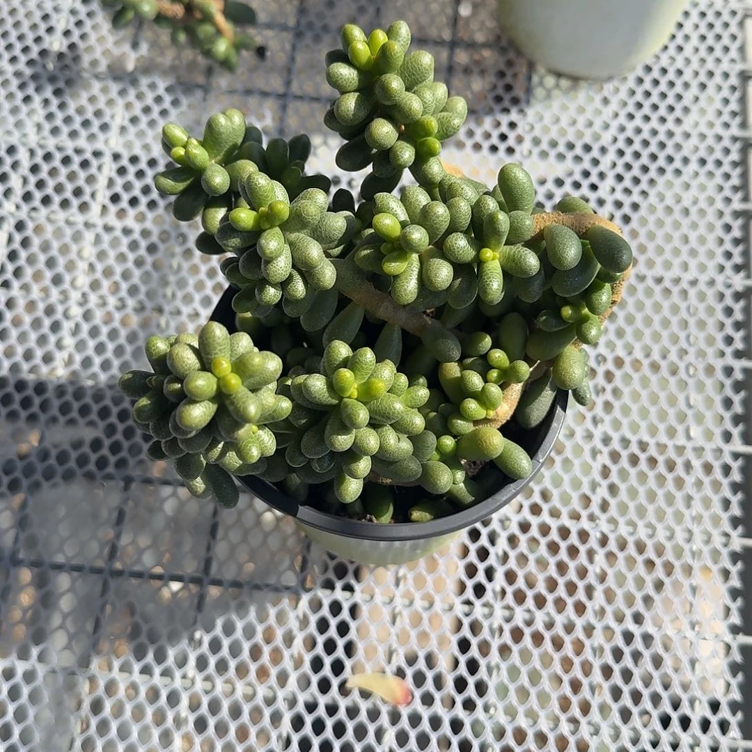 绿龟之卵多肉植物精品