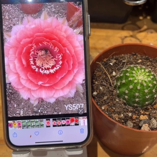 彩草507号4公分左右带根