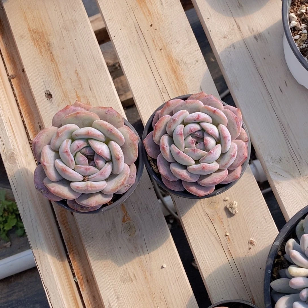 白**茶星影特价22222222