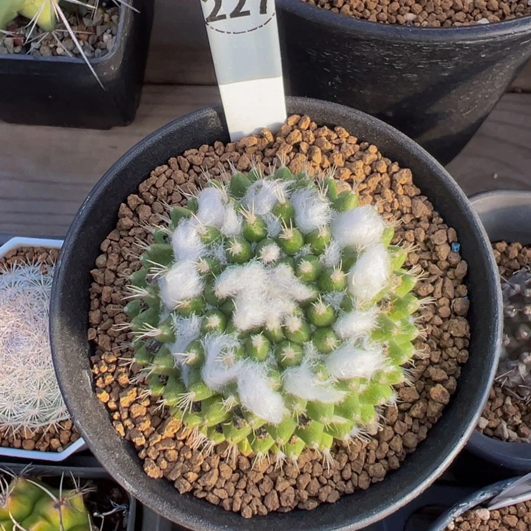 227实生根雪糕多肉植物带盆土
