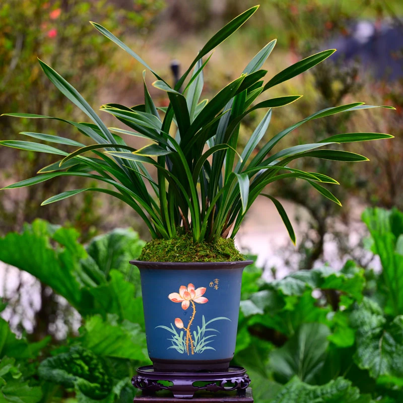 墨兰铭品【紫气东来】高端紫砂盆栽好种好 易养活盆栽顺丰包邮