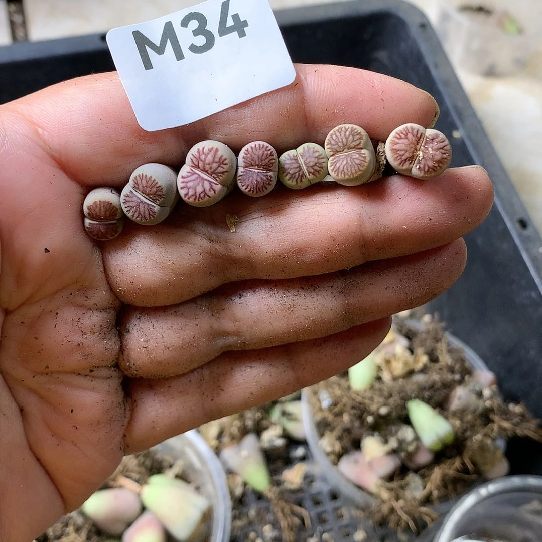 一*M34多肉植物保护