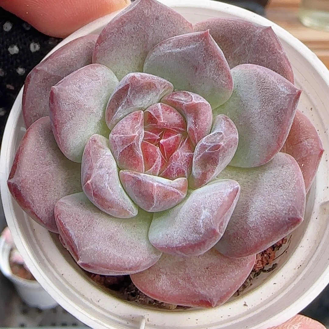 多肉0927--318琥珀天使珍妮