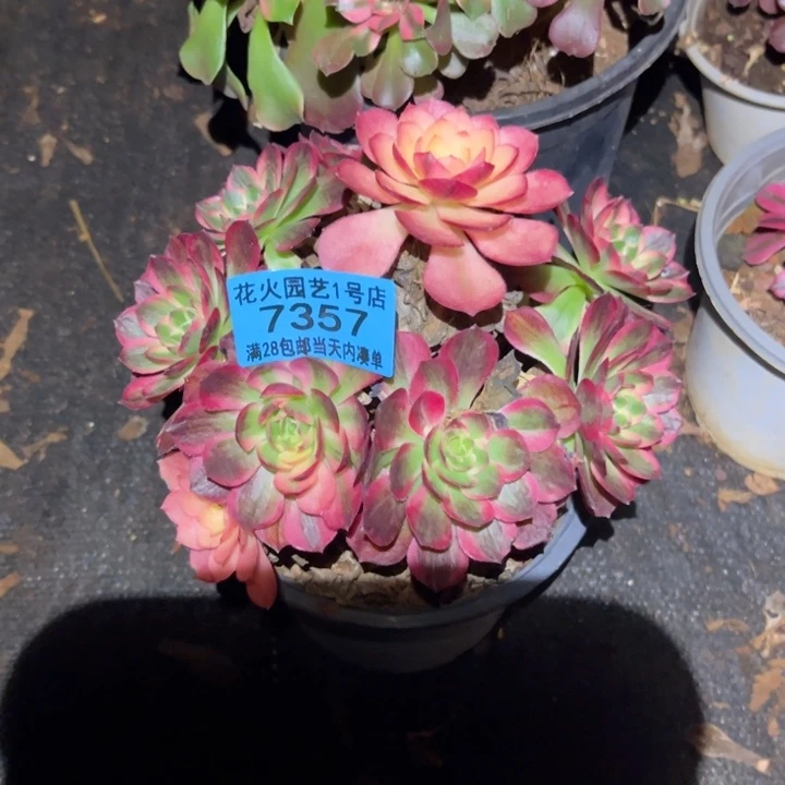 海王7357多肉植物