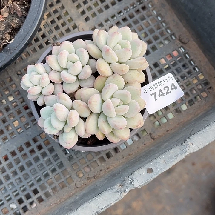 阿雅园艺。         7424泡泡糖