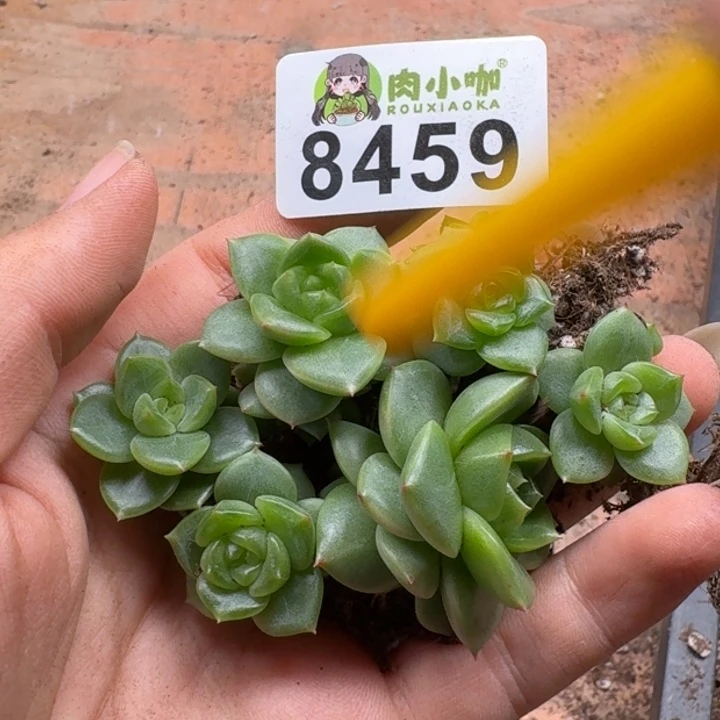 可***可多肉植物多肉植物