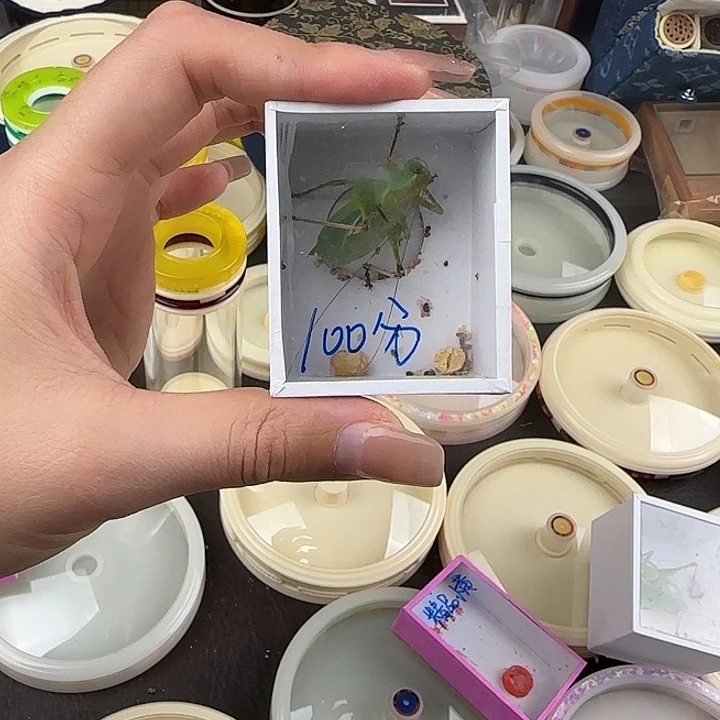 l***分蟋蟀100分扎嘴随单