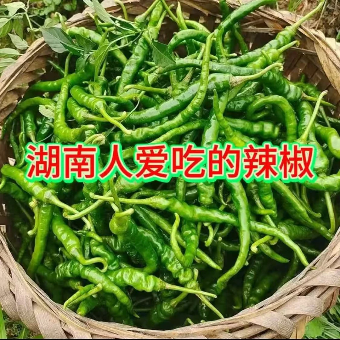 湖南浏阳特辣鸡肠子青辣椒蔬菜线椒产地农家新鲜现发货批发