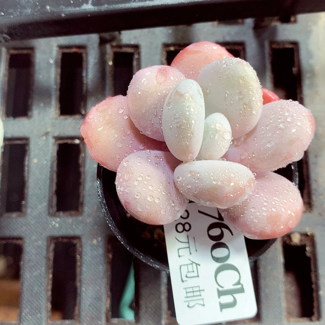 5厘米盆精控多肉760