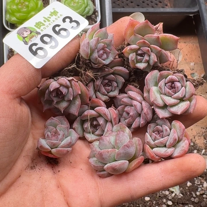 多肉植物多肉植物