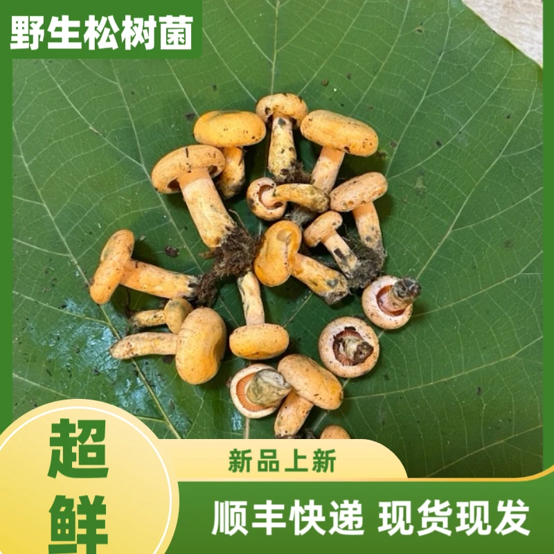 湖南新鲜纯野生黄枞菌松树菌三九菇雁儿菌寒菌谷熟菌现发现发包邮
