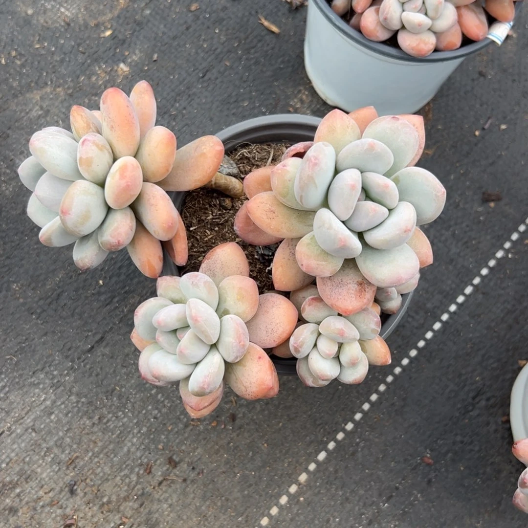 多肉韩系香水【非偏远满18包邮】