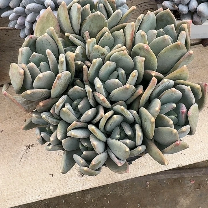 海洋之歌多肉植物的生长