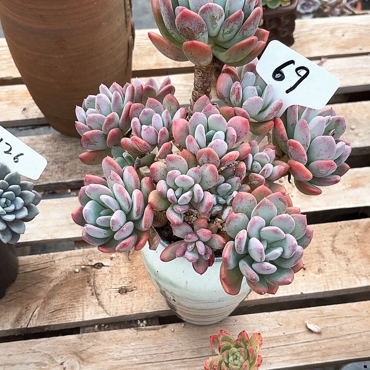 多肉植物，灰姑娘69号