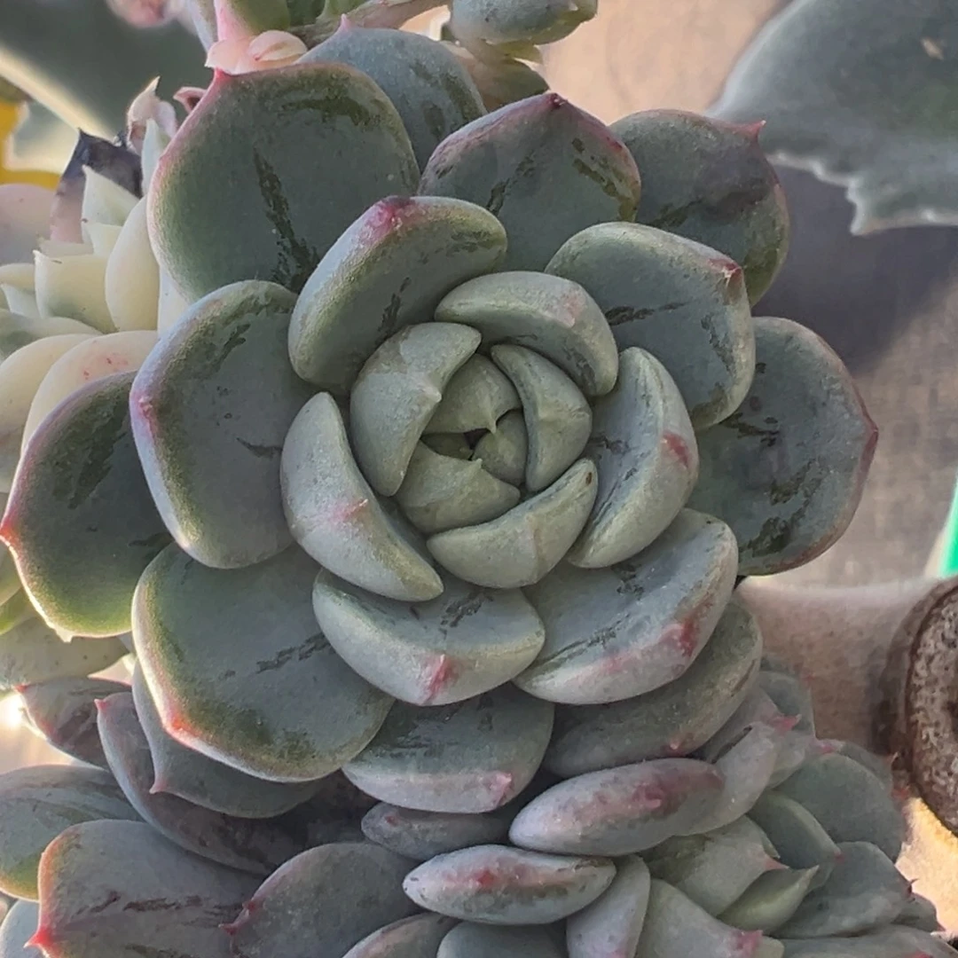 柠***肉东云杂交带锦基因绿头