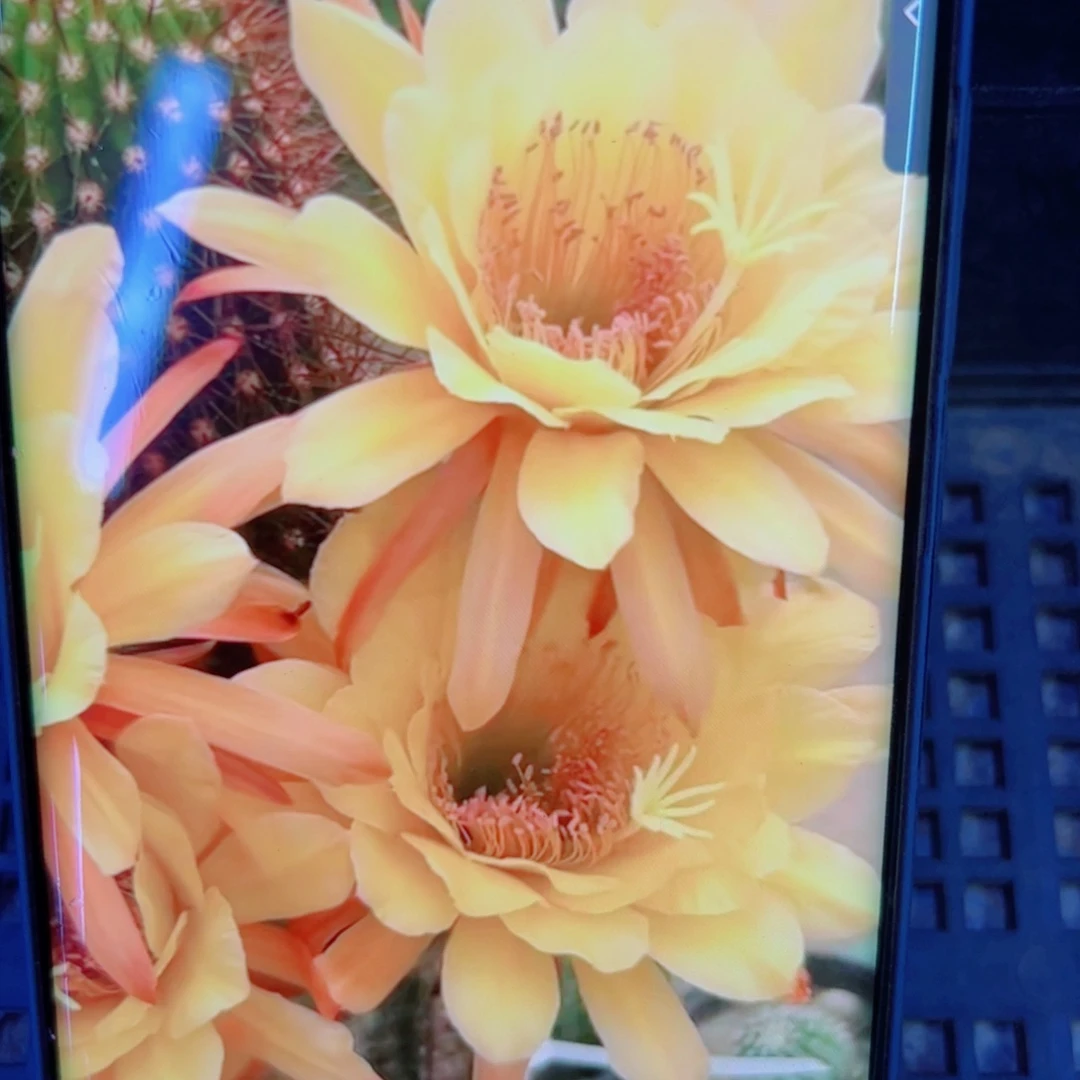 下125金妞国王歪无根侧芽5公分左右20包邮