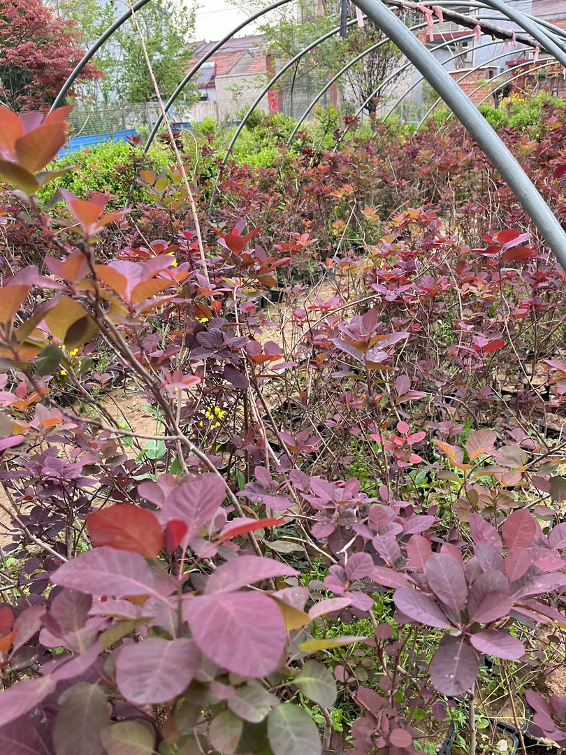 精品红栌苗素材熟桩适合庭院花园种植观叶【抢购版】