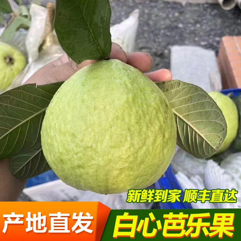 原农荟【送2斤】万顷沙番石榴白心芭乐果松脆清甜低糖有益孕妇可