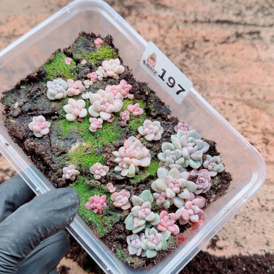 溺****多肉植物多肉植物