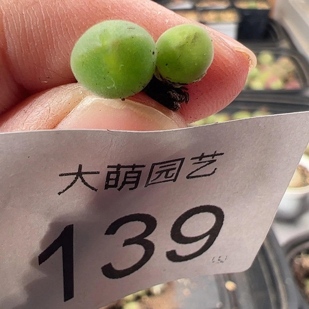 一物一拍。     139