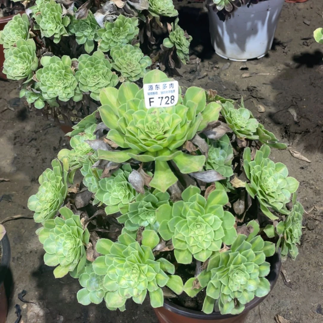 728绿知否多肉法师断枝不包