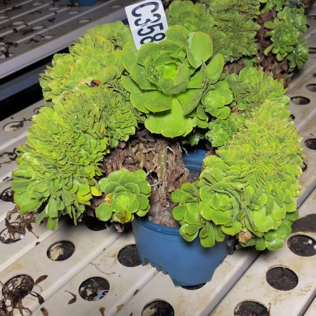 绿杨蓉7///////13包邮