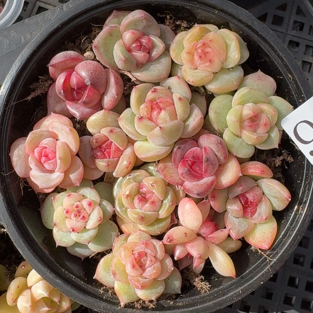 多肉植物多肉植物972