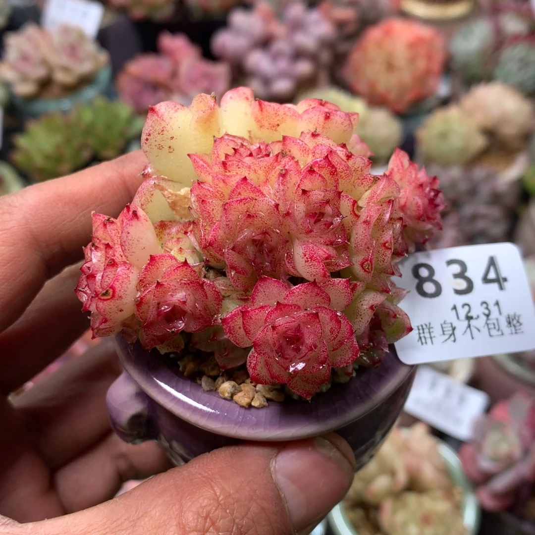 精控拇指盆131834