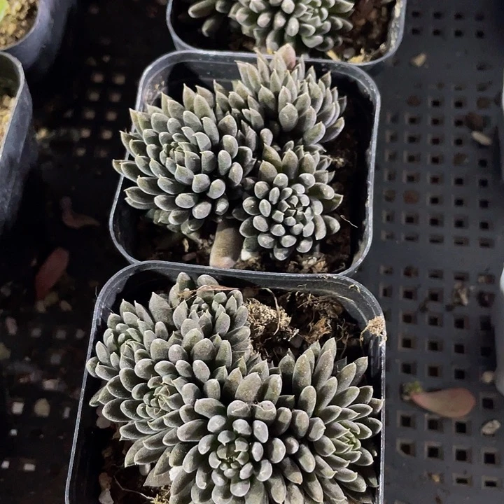 点石莲3.8带盆土