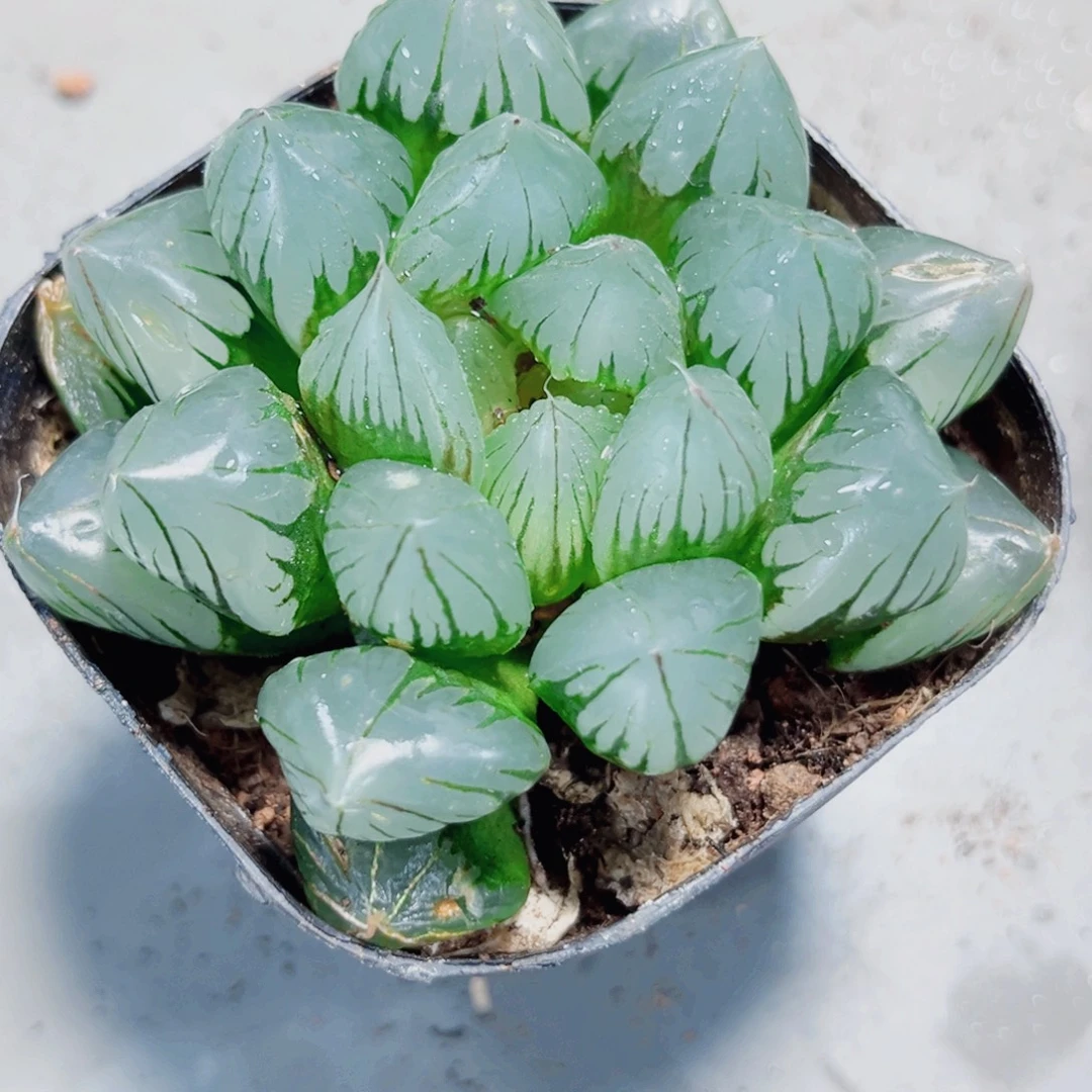 水晶玉露多肉植物