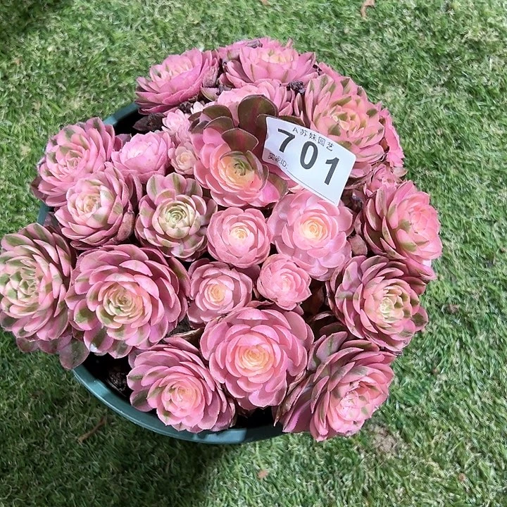 无花朵A*y701荔枝多肉植物