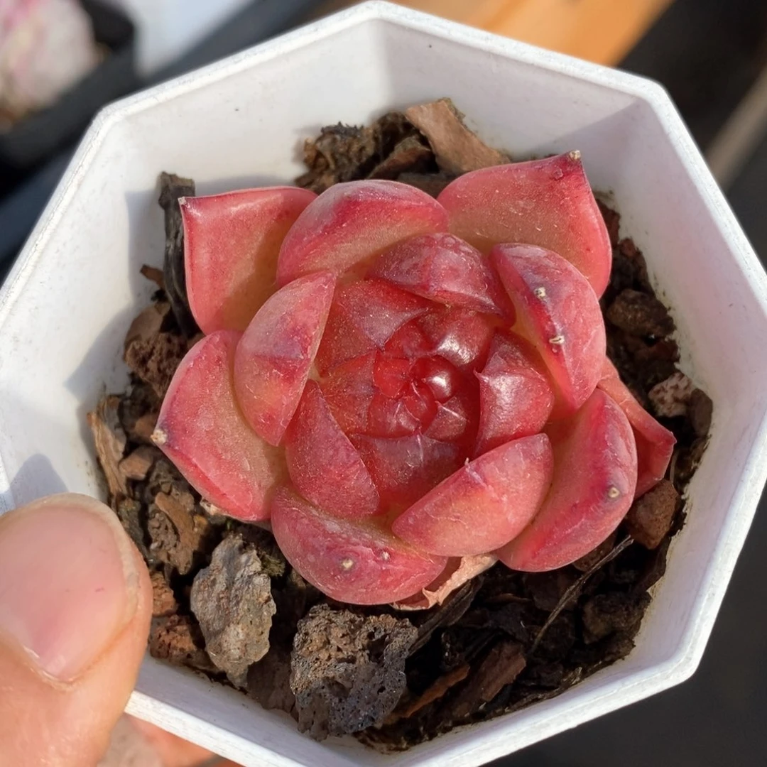 精品多肉一物一拍231