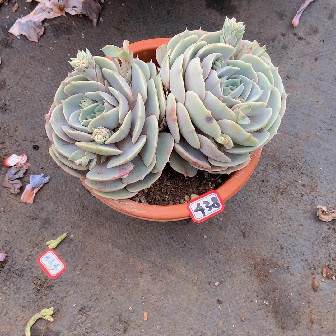 一物一拍多肉438露娜莲