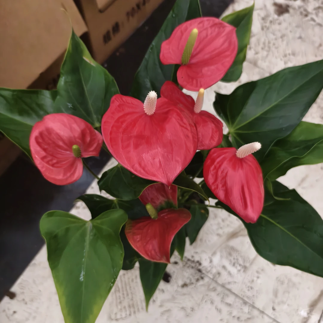 150菲丽西塔红掌盆栽 延