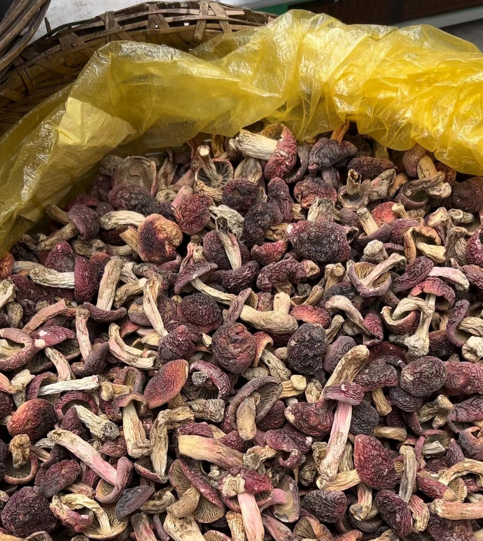 土家农户山货正红菇干货 精品 正宗食用菌 炖汤营养美味